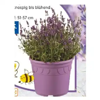 Lidl Lavendel angustifolia Lidl 1 Stück Angebot