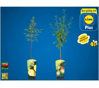 Lidl Zwergobstbaum versch. Sorten Lidl Plus Vorteilspreis 1 Stück Angebot