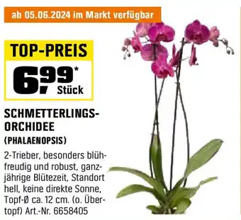 OBI SCHMETTERLINGS- ORCHIDEE (PHALAENOPSIS) Angebot