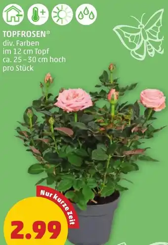 PENNY TOPFROSEN Angebot