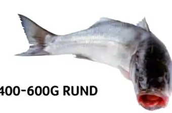 Transgourmet Wolfsbarsch Angebot