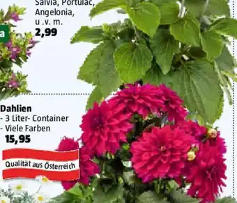 Bauhaus Dahlie Angebot