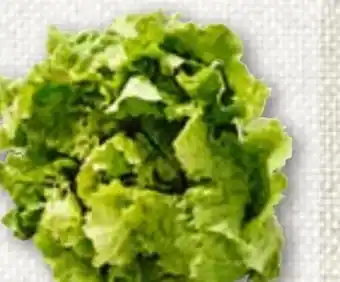 ADEG Grazer Krauthäuptelsalat Angebot