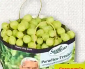 ADEG Trauben Angebot