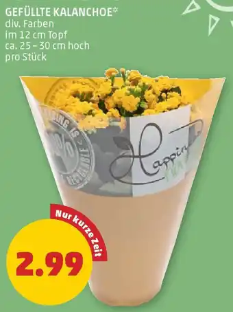 PENNY GEFÜLLTE KALANCHOE 25-30cm Angebot
