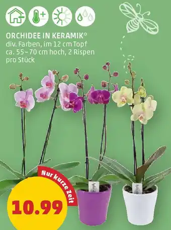 PENNY ORCHIDEE IN KERAMIK 12 cm Angebot