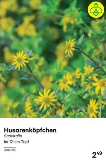 BayWa Husarenköpfchen Angebot