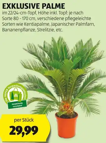 Hofer EXKLUSIVE PALME Angebot