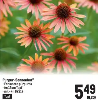 Metro Purpur-Sonnenhut Angebot