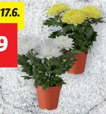 Lidl Chrysantheme Zembla Angebot