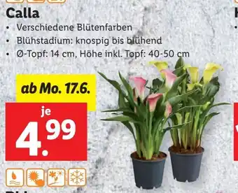 Lidl Calla Angebot