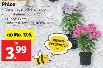 Lidl Phlox Angebot