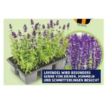 Hofer Lavendel HOFER 1 6er-Träger Angebot