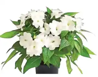 Dehner Edellieschen Angebot