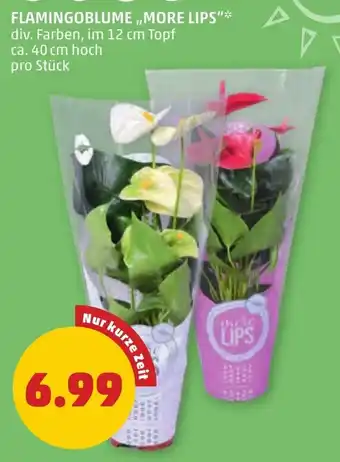 PENNY FLAMINGOBLUME MORE LIPS Angebot