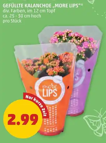 PENNY GEFÜLLTE KALANCHOE MORE LIPS Angebot