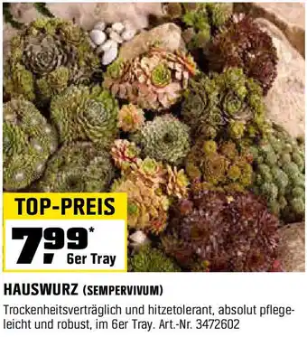 OBI HAUSWURZ Angebot
