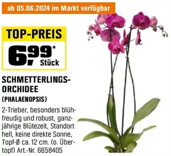 OBI SCHMETTERLINGS- ORCHIDEE Angebot