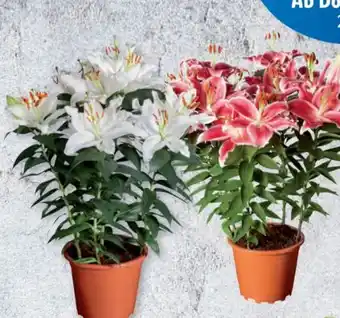 Lidl Orientalische Lilie Angebot