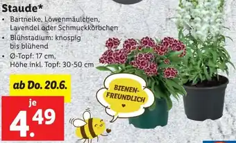 Lidl Staude Angebot