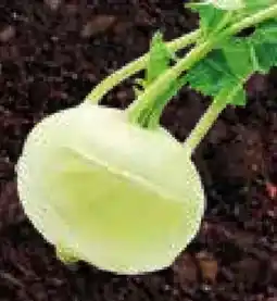 Spar Kohlrabi Angebot