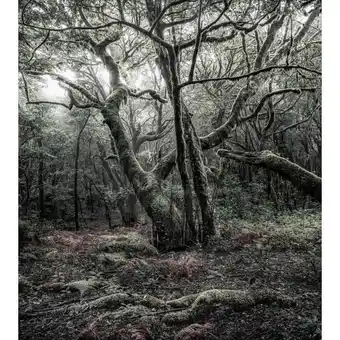 XXXLutz Fototapete 250/280 cm Angebot
