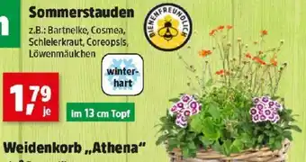 Thomas Philipps Sommerstauden Angebot
