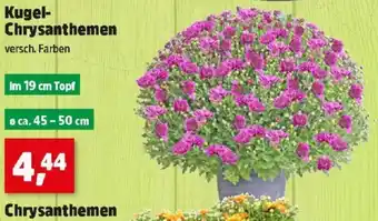 Thomas Philipps Kugel- Chrysanthemen Angebot