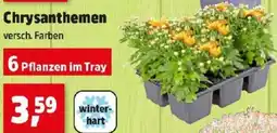 Thomas Philipps Chrysanthemen Angebot