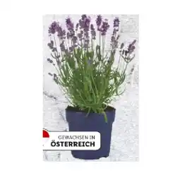 Lidl Lavendel Angustifolia Lidl 1 Stück Angebot