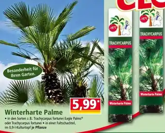 Norma Winterharte Palme Angebot