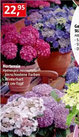 Bauhaus Hortensie Angebot