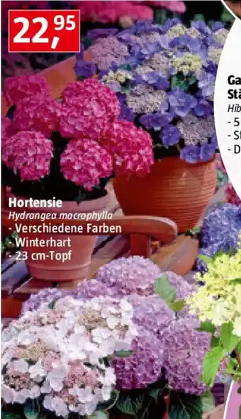 Bauhaus Hortensie Angebot