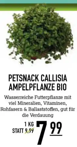 MegaZoo PETSNACK CALLISIA AMPELPFLANZE BIO Angebot