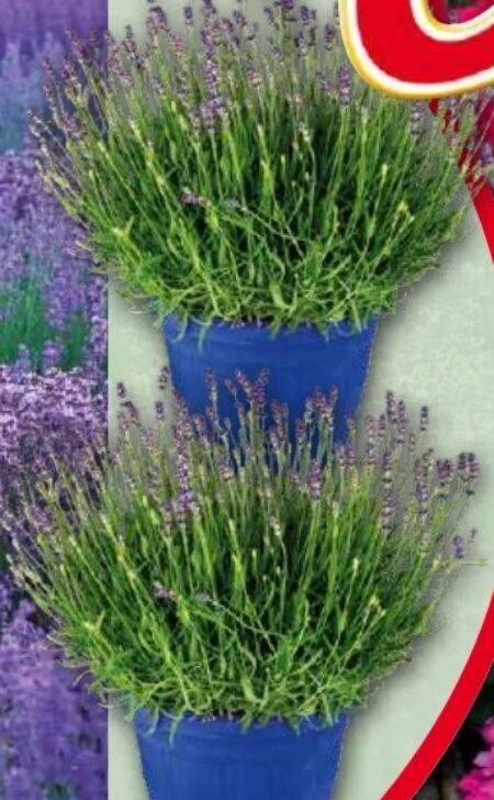 Alle Lavendel Angebote Finden und entdecken Sie das günstigste