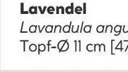 Hellweg Lavendel Angebot
