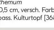 Hellweg Chrysantheme Swifty Angebot