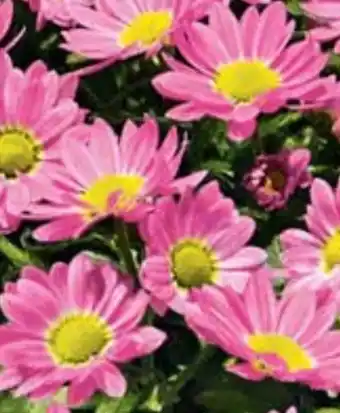 Hellweg Chrysanthemen Swifty Angebot