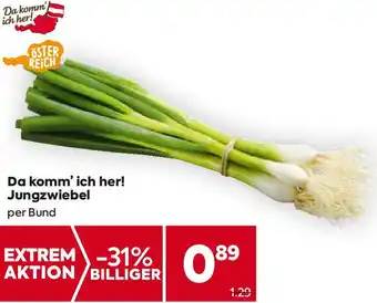 Billa Jungzwiebel Angebot