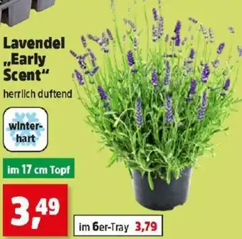 Thomas Philipps Lavendel Early Scent Angebot