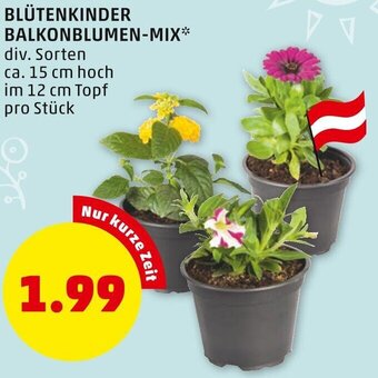 PENNY Blütenkinder Balkonblumen Mix 15 cm Angebot