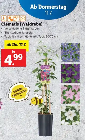 Lidl Clematis Waldrebe Angebot