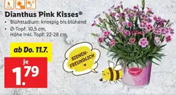 Lidl Dianthus Pink Kisses Angebot