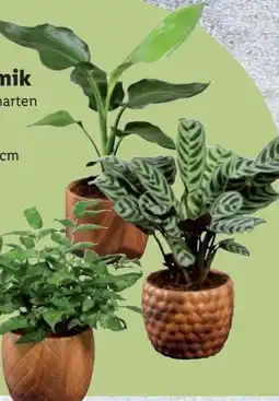 Lidl Grünpflanzen Angebot