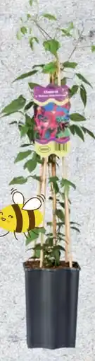 Lidl Clematis Angebot