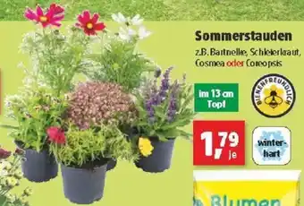 Thomas Philipps Sommerstauden Angebot