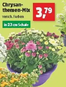 Thomas Philipps Chrysanthemen Mix Angebot