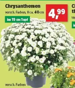 Thomas Philipps Chrysanthemen Angebot