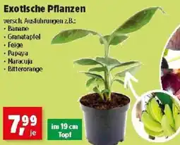 Thomas Philipps Exotische Pflanzen Angebot