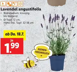 Lidl Lavendel angustifolia Angebot